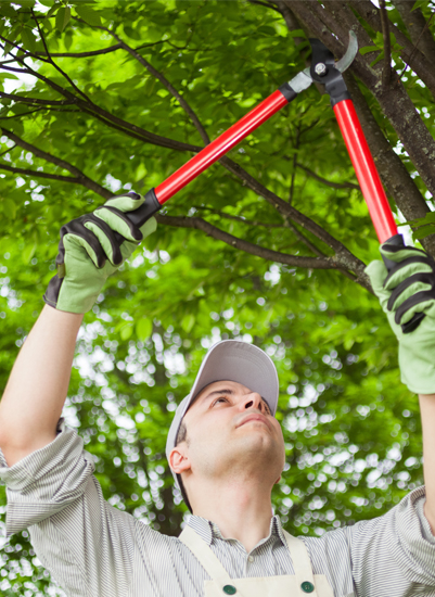 shrub pruning corpus christi, tx