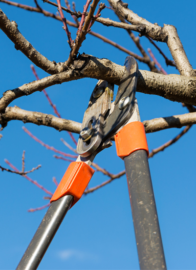 shrub pruning corpus christi, texas